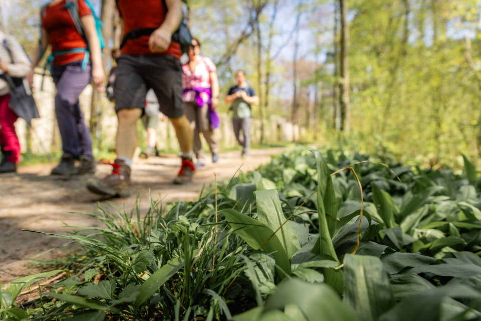 Wandern und Bärlauch